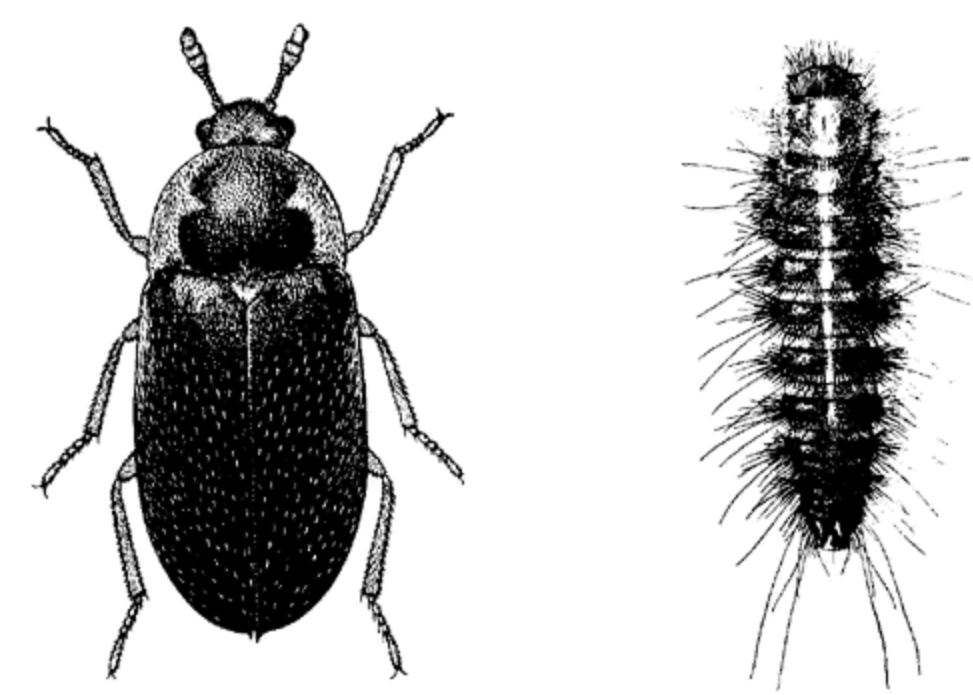 Parasites: Tous les insectes parasites ne sont pas des termites. 