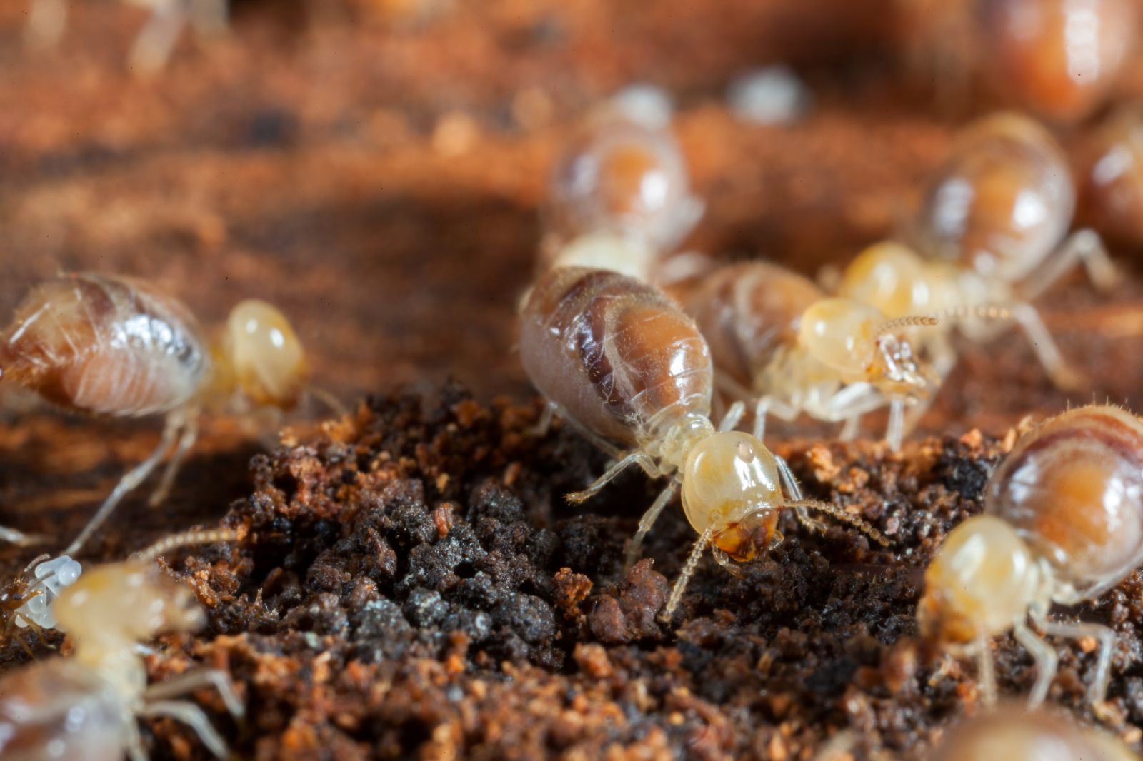 Termites souterrains - Dégâts dans le bois de construction